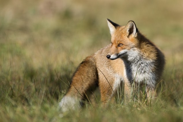 Fotka líšky z pevného krytu.