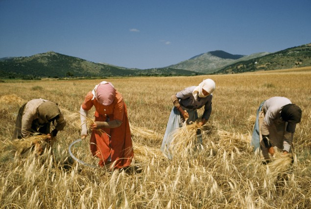 Women harvest wheat with sickles then bind it by hand in a field in 1956. PHOTOGRAPH BY FRANC AND JEAN SHORE, NATIONAL GEOGRAPHIC