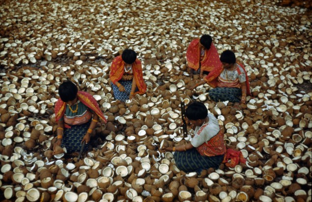 San Blas Indians crack coconuts for copra in Panama, November 1941. PHOTOGRAPH BY LUIS MARDEN, NATIONAL GEOGRAPHIC