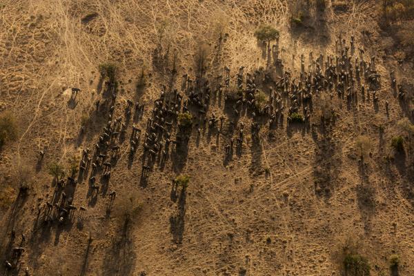 Ivory Wars - Bren Stirton, Južná Afrika  - 2. miesto (stories)