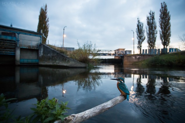 Rybárik a človekom poznačená rieka Nitra ktorá sa od Prievidze mení len na obyčajný, zregulovaný kanál na vodu. Foto: Lukáš Holásek