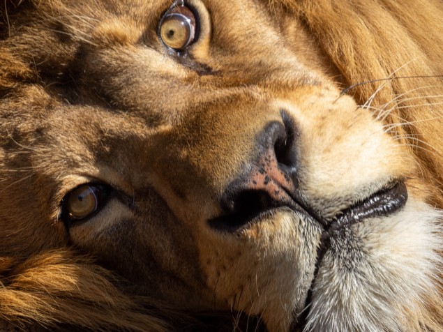 Zrada fotografovania zvierat za sklom zoo, najmä keď je sklo dvojité môže byť rozdvojený obraz. Objektív som pre prasiatka na skle „prilepil“ o sklenenú stenu. Vybabrať sa s tým dá väčším odstupom od skla, ale... To zvyčajne nie je možné, pretože na skle sú pri prudkom dennom svetle svetelné prasiatka, ktoré zábery robia šedivými.