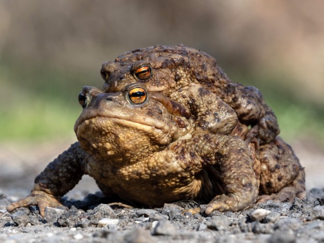 Menší samec na veľkej samici sú cestou k vodným plochám ľahkou korisťou fotografov. Zvyčajne nikam neutekajú.