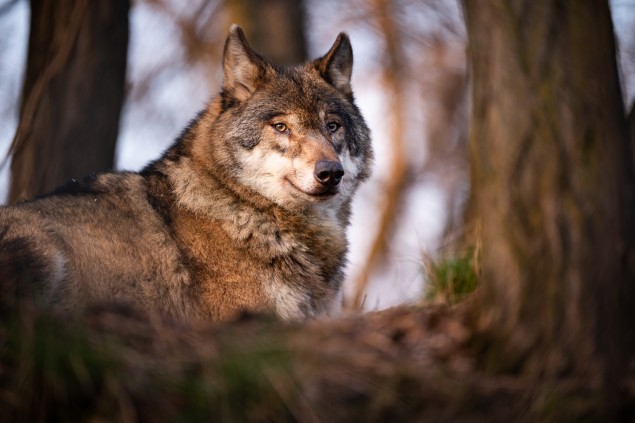 Neuveriteľná ostrosť, kontrast a krásny bokeh. Foto: Julo Kotus