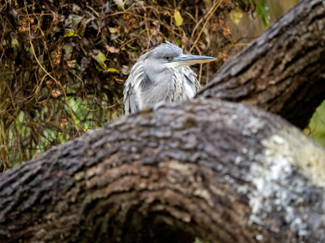 OM Systém aj tento fotoaparát predstavuje ako malého, ľahkého spoločníka milovníkov wildlife. Žiaľ, detekciou vtákov či živočíchov ho nevybavili.