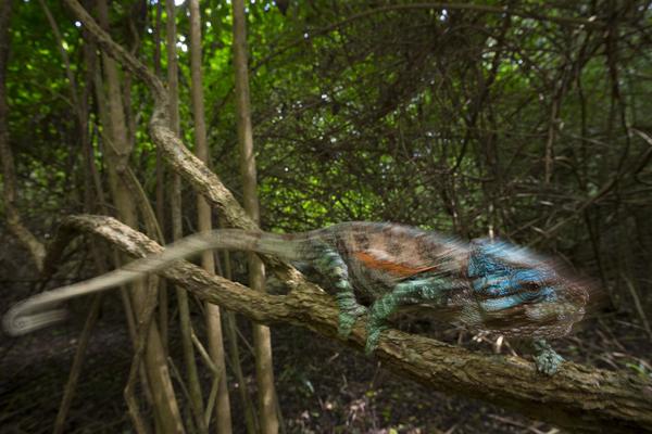 Chameleon Under Pressure - Christian Ziegler, Nemecko - 3. miesto (stories) 