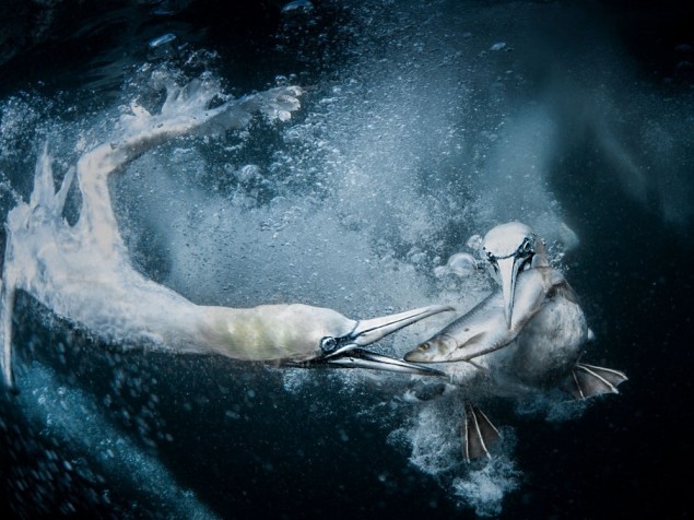 © Tracey Lund, Veľká Británia, Underwater Gannets