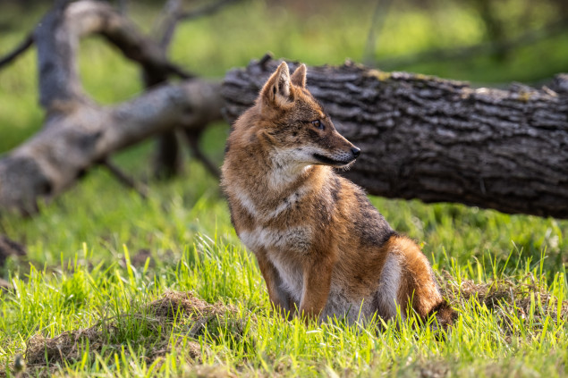 Zvýšenie mikro kontrastu pri miernom priclonení na F6,3. Nikon Z 7II + NIKKOR Z 70-200 mm f/2,8 VR S + Nikon Z TC-2,0x