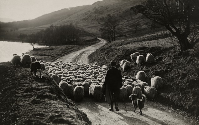 A man herds sheep with the help of his collies in Scotland, 1919. PHOTOGRAPH BY WILLIAM REED, NATIONAL GEOGRAPHIC CREATIVE