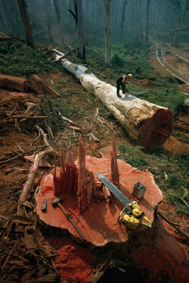 A woodman notches a felled tree’s trunk for sectioning in Western Australia, 1962. PHOTOGRAPH BY ROBERT B. GOODMAN, NATIONAL GEOGRAPHIC CREATIVE