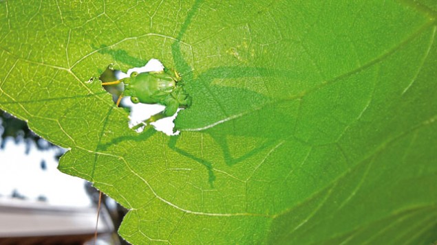 Senne Mensink, 13, Holandsko - “Grasshopper on Sunflower Leaf“