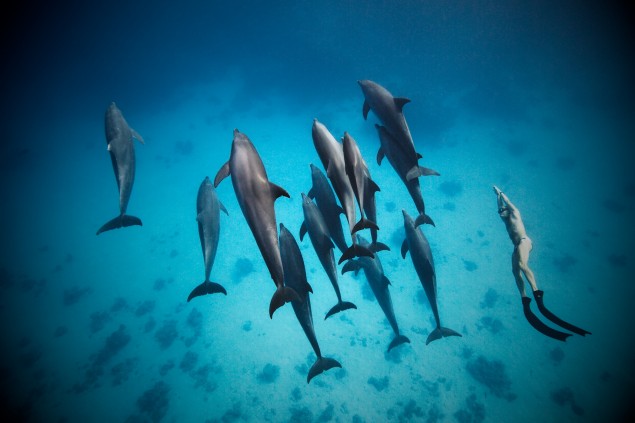 Delfínom nebudete stíhať ani s najvýkonnejším podvodným skútrom, ale ak ich dokážete zaujať, spravia okolo vás niekoľko okruhov, aby si vás lepšie prezreli.