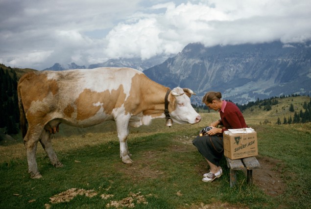 A curious cow on a hilltop tries to nibble a woman’s camera in Switzerland, November 1956. PHOTOGRAPH BY FRANC & JEAN SHORE, NATIONAL GEOGRAPHIC