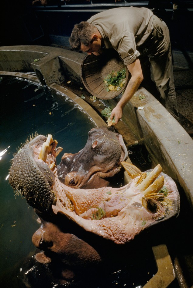 A hippopotamus and his mate line up at tank’s edge at feeding time, March 1957. PHOTOGRAPH BY ROBERT F. SISSON AND DONALD MCBAIN, NATIONAL GEOGRAPHIC