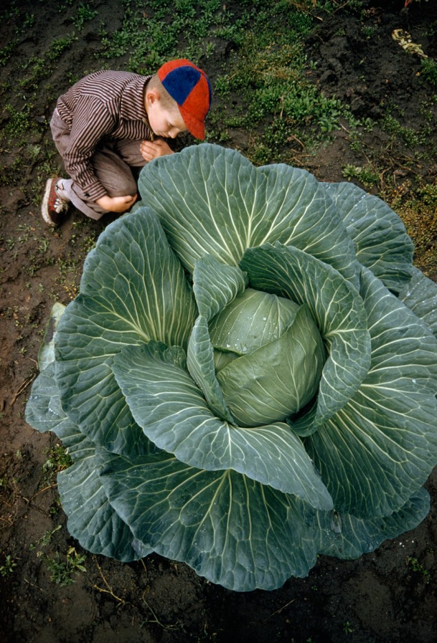A little boy is dwarfed by a supersized cabbage in Matanuska Valley, Alaska, July 1959. PHOTOGRAPH BY THOMAS J. ABERCROMBIE, NATIONAL GEOGRAPHIC