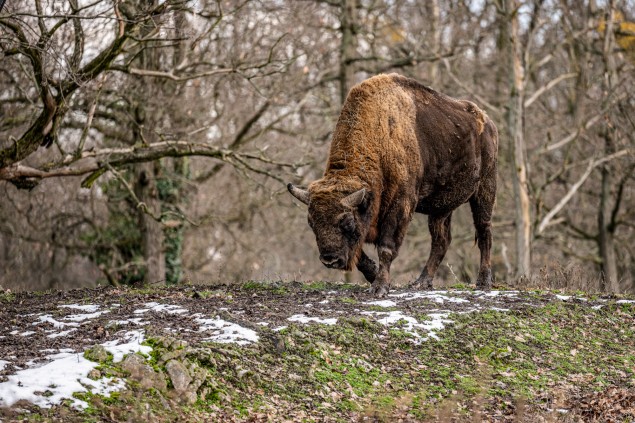  Foto: Tomáš Hulík