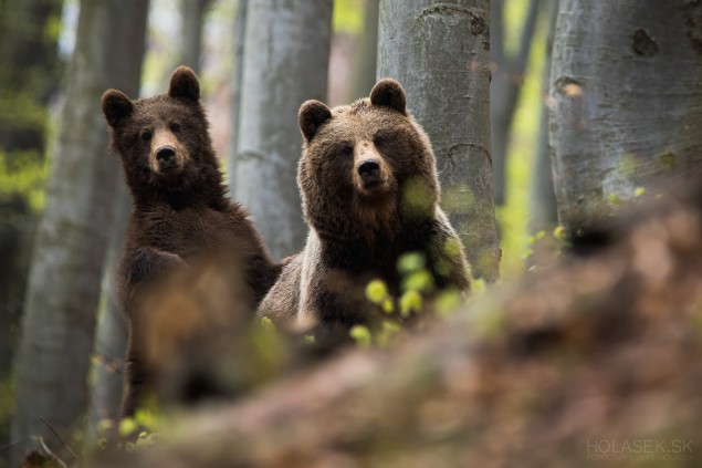 Stretnutie so statnou medvedicou a jej dvoma juniormi. Foto: Lukáš Holásek