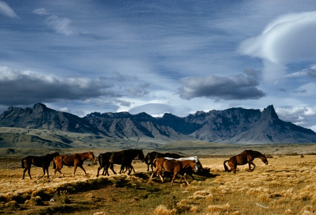 Off-duty work horses trot across a dry wash in the Sierra Baguales in Patagonia, Chile, February 1960. PHOTOGRAPH BY KIP ROSS, NATIONAL GEOGRAPHIC