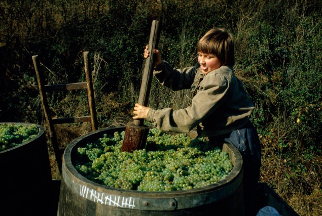 A young girl tamps down grapes to make room for more basketfuls in Germany, April 1967. PHOTOGRAPH BY BRUCE DALE, NATIONAL GEOGRAPHIC