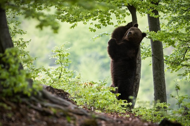 Dominantný medvedí samec pri značkovaní teritória. Foto: Lukáš Holásek