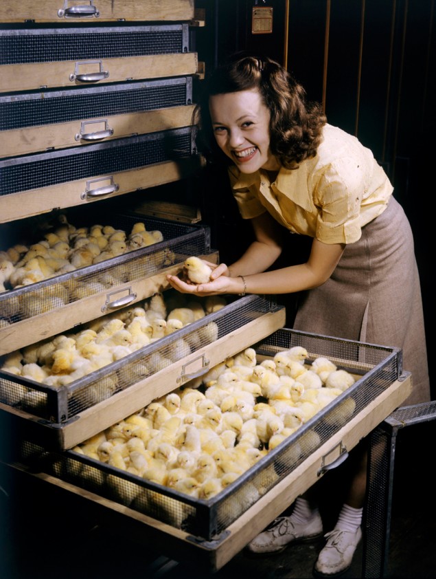 Smiling young woman holds chick above chicken-filled incubator drawer in Arkansas, July 1944. PHOTOGRAPH BY B. ANTHONY STEWART, NATIONAL GEOGRAPHIC