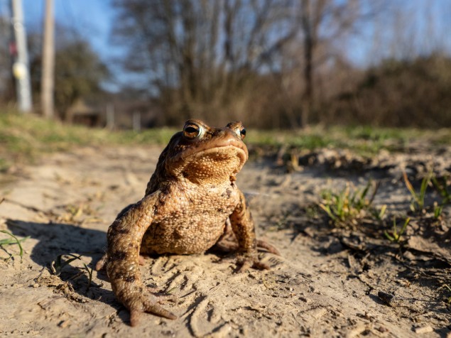 Ropucha obyčajná vyhľadáva vodu iba v čase párenia.