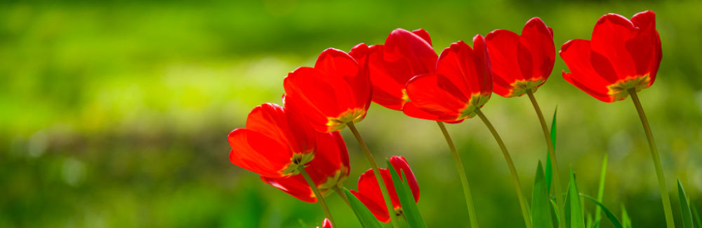 Protisvetlo pri fotografovaní detailov prírody