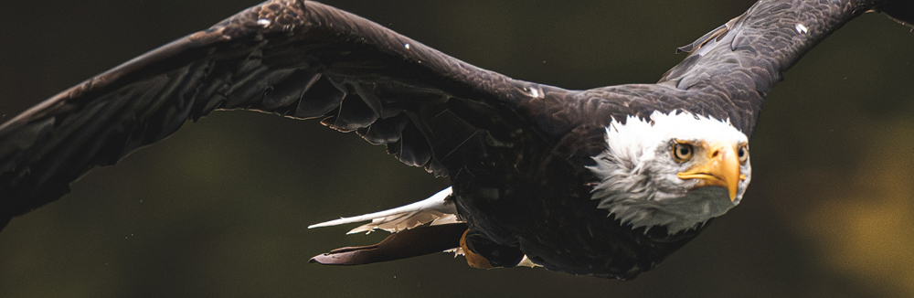 Photodoctors: Dravce pri Dunaji