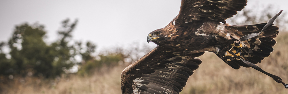 Jarné fotografovanie dravých vtákov v Štiavnických vrchoch