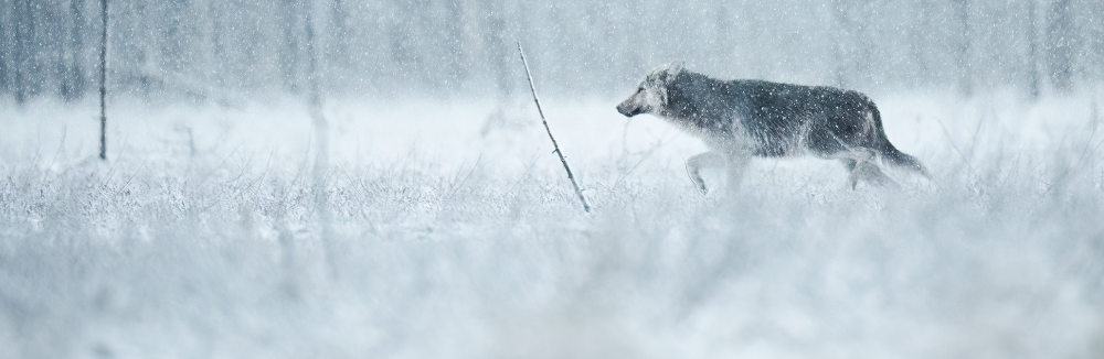 Fotografia a sila zmeny