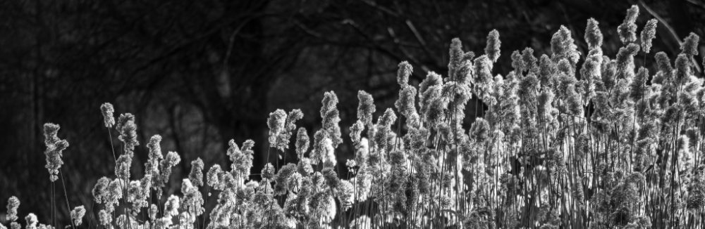 Bratislavská Zima nielen s Nikonom Z50 II