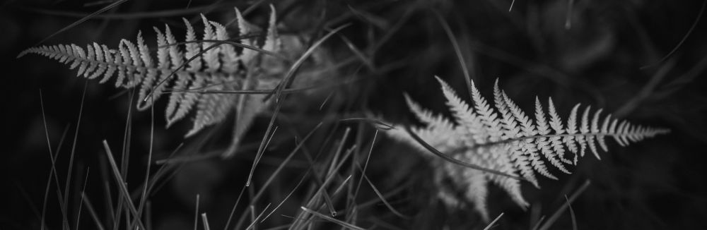 Botanica noir so stredným formátom