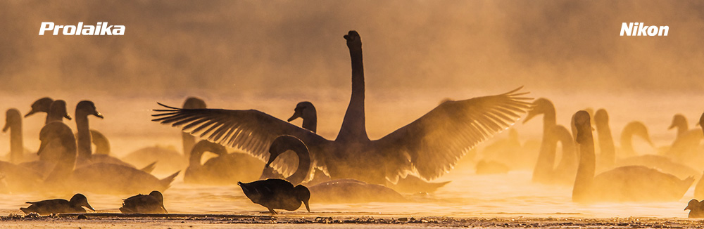Wildlife workshop s Tomášom Hulíkom: Jesenná migrácia vtáctva na Via Pontica