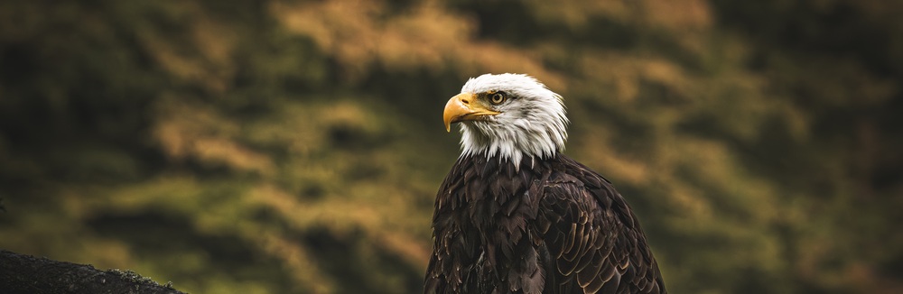 Jesenné fotografovanie dravých vtákov v Štiavnických vrchoch