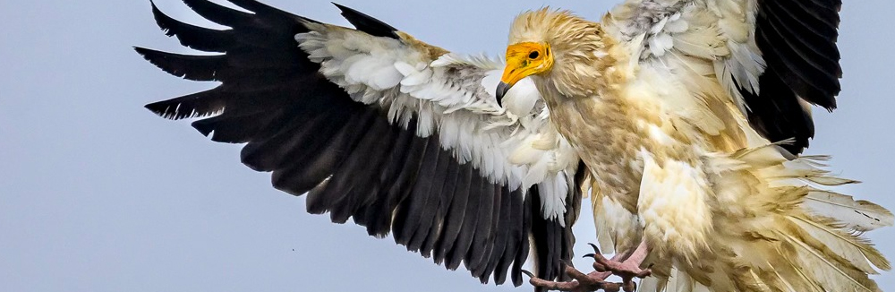 Tomáš Hulík: Wild Returns