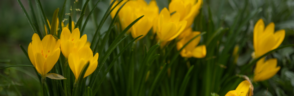 S fotoaparátom v botanickej záhrade