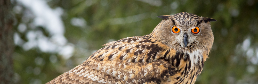 Zimné fotografovanie dravých vtákov v Štiavnických vrchoch