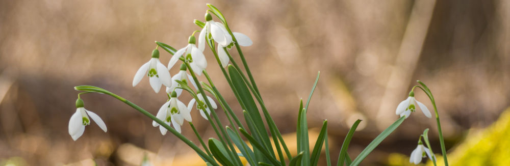 Na snežienky s teleobjektívom
