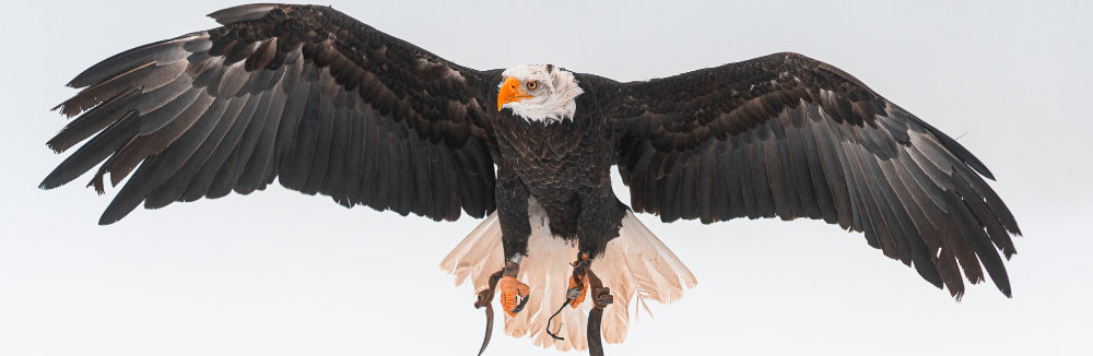 Fotoreportáž z workshopu fotografovania dravých vtákov