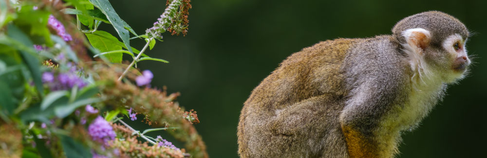 V ZOO s FUJIFILM XF 400mm f/4.5 R LM OIS WR