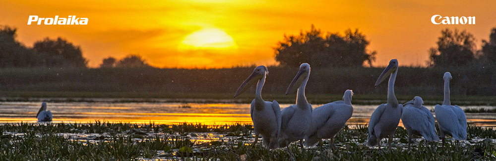 Workshop: Fotografovanie vtáctva v delte Dunaja