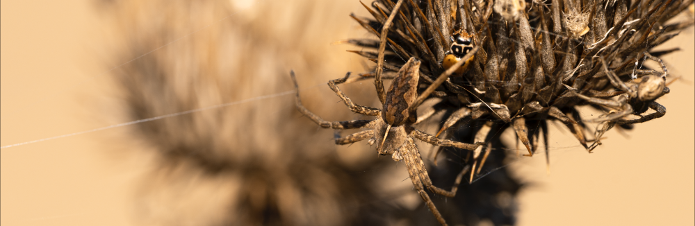 Sony FE 100mm f/2.8 Macro GM - profesionálny makroobjektív