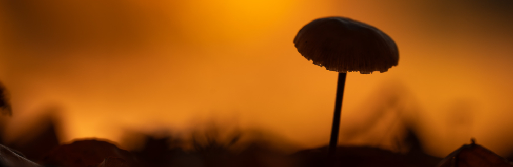 Fotogenický November