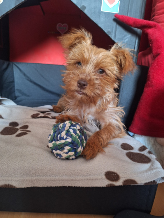 Merton Yorkshire terrier Home