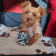 Merton Yorkshire terrier Home