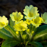 Poslovia jari II
