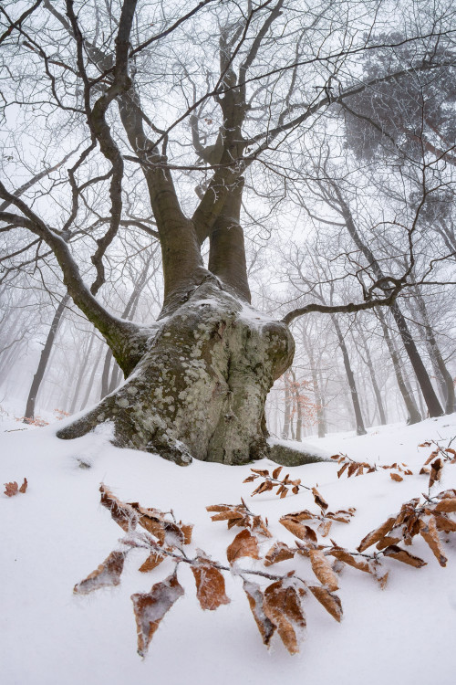 Ticho pod starým bukom