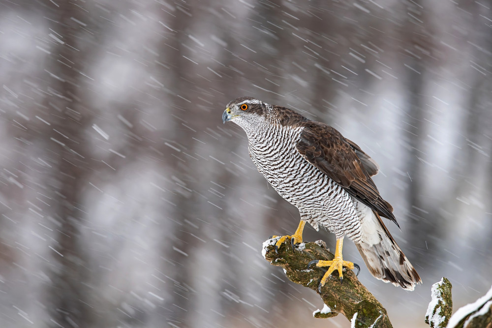 Čas zimných fujavíc