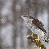 Čas zimných fujavíc