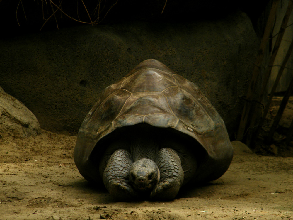 Rotterdamská ZOO (1)